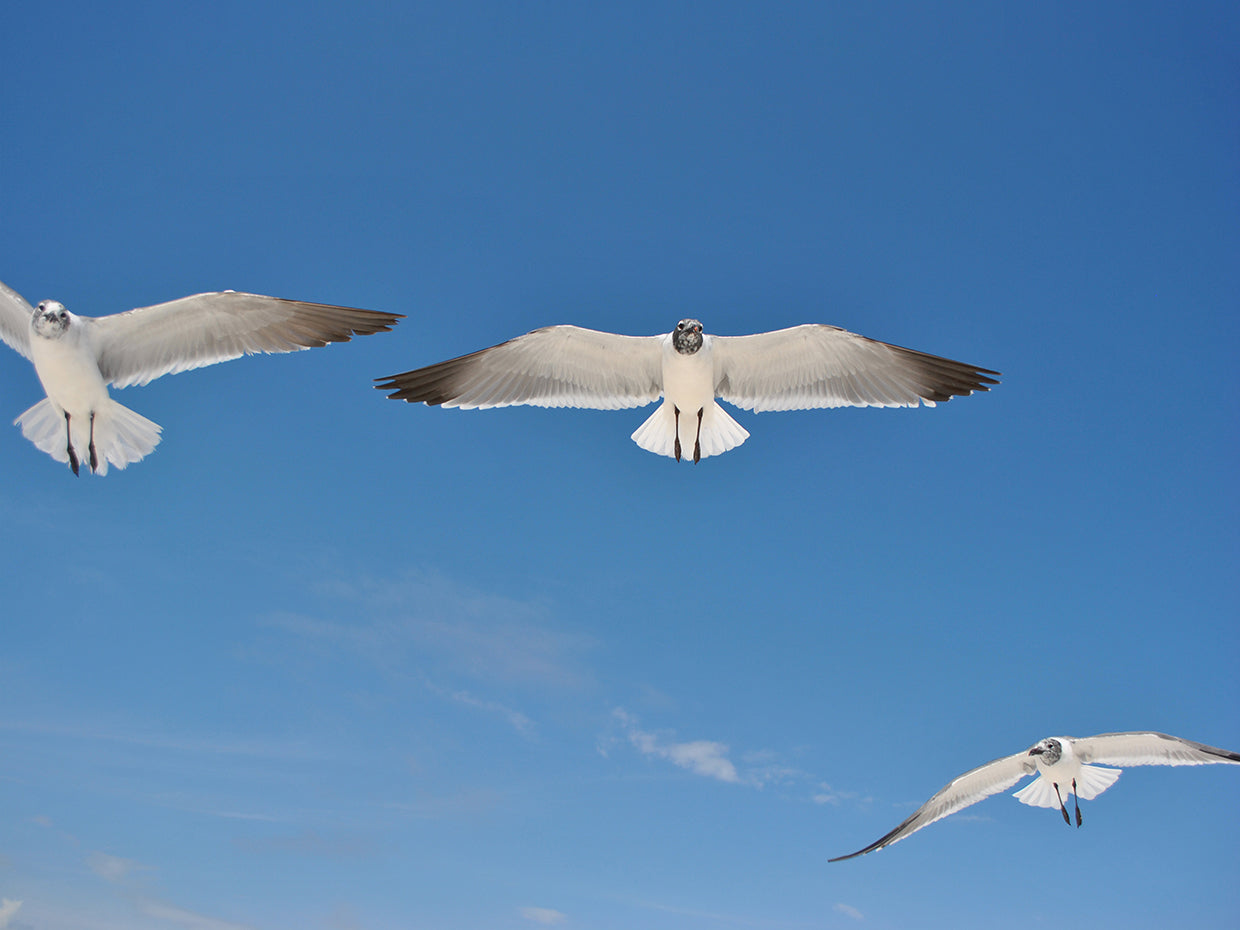 Seagulls 1