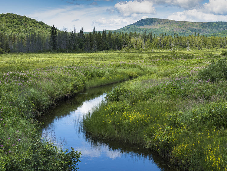 A Stream Runs Through It