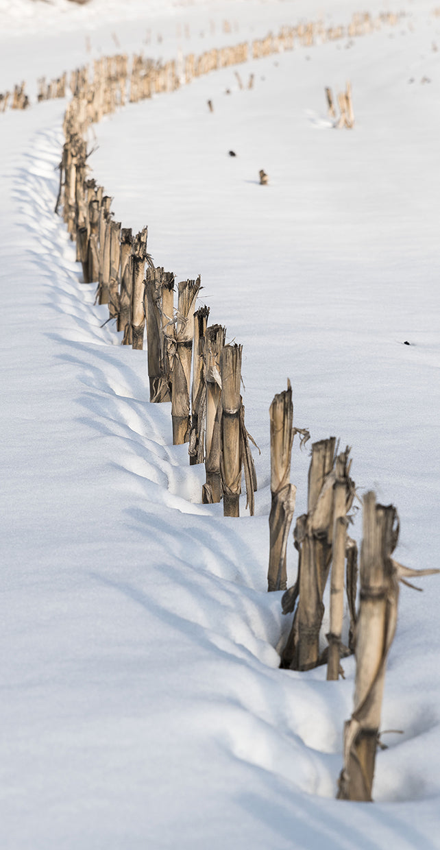 old-corn-row-brenda-petrella-photography-llc