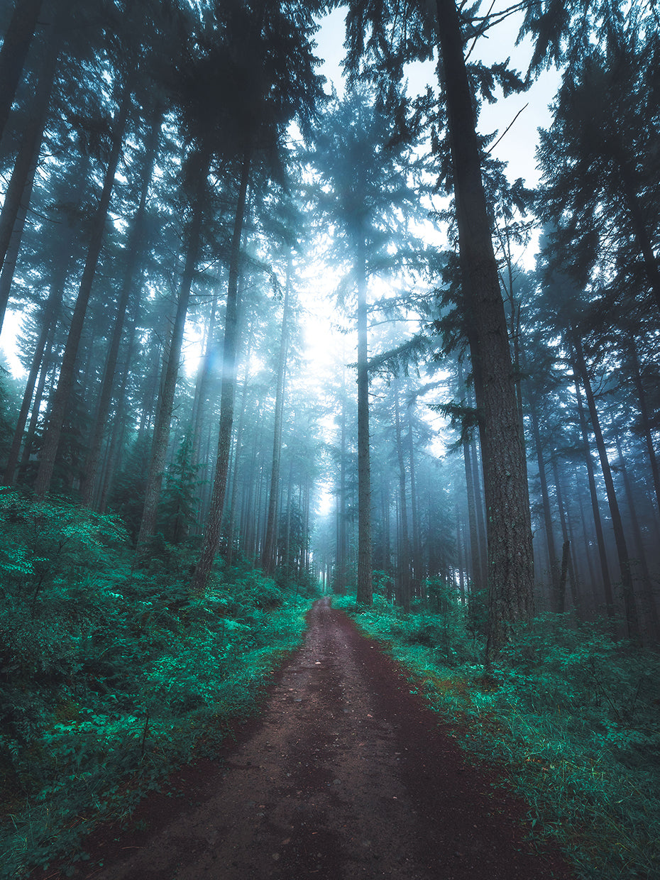 Forest Pathways