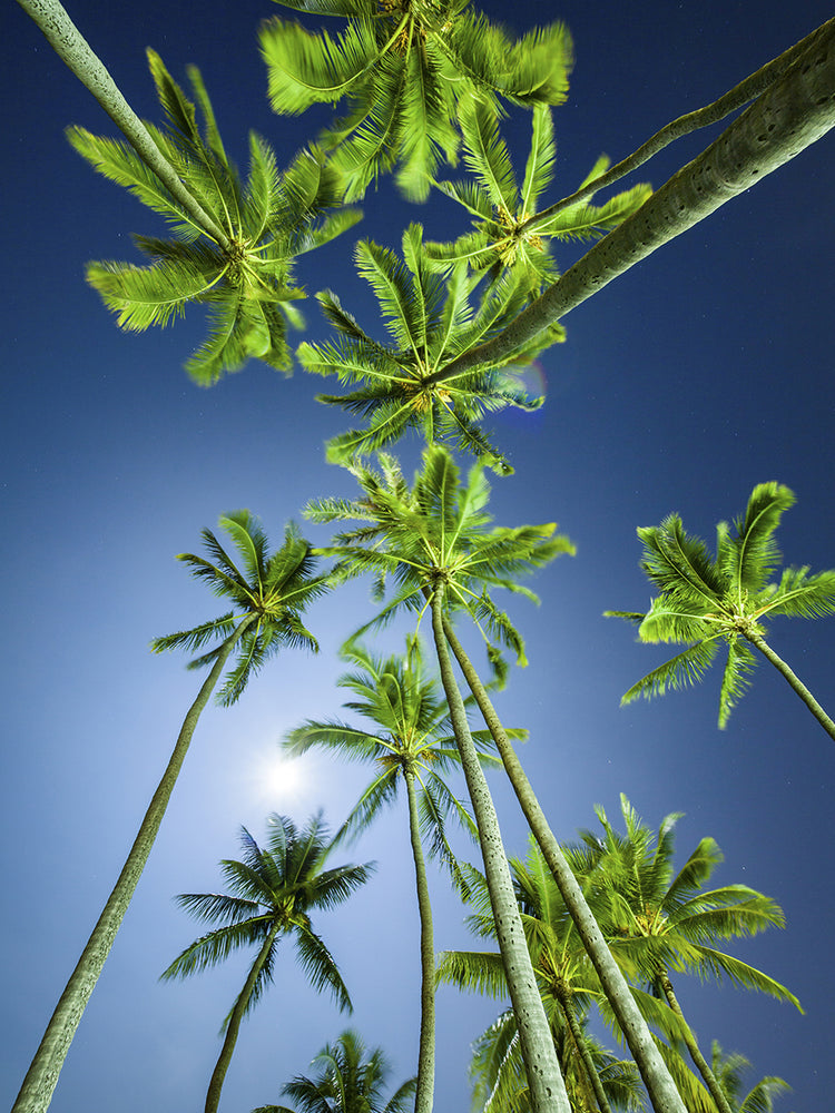Full Moon Kapiolani Trees