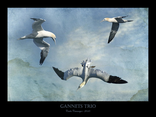 Gannets Trio Canvas Art