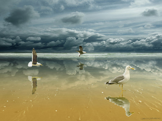 Seagulls on the Beach Canvas Art