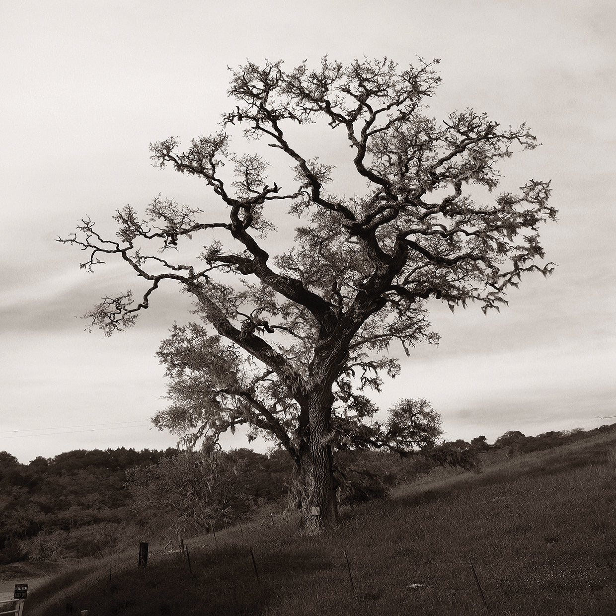 Tree 3 B&W