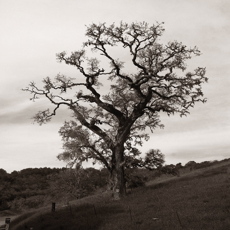 Árbol 3 Arte en lienzo en blanco y negro