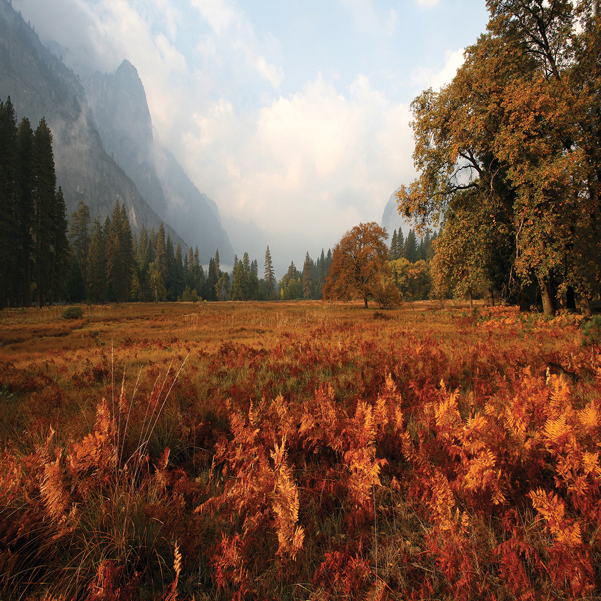 Meadow