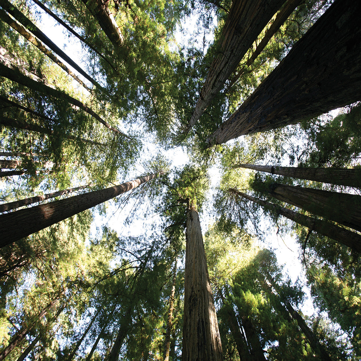 Redwoods