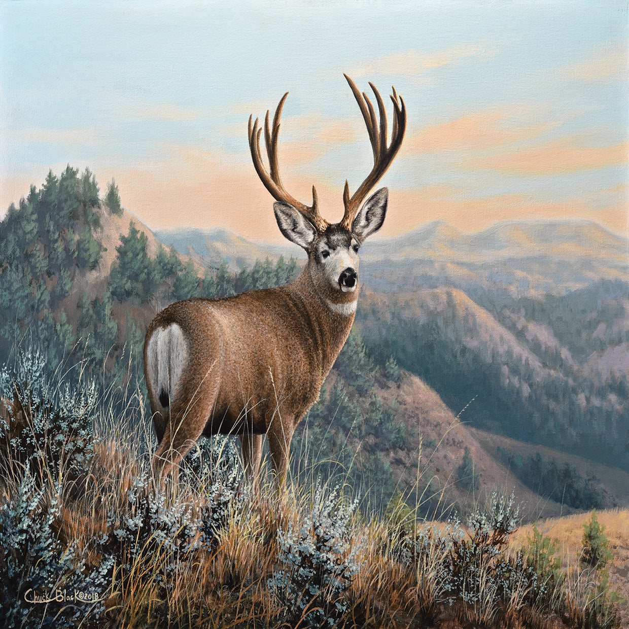 Western Monarch