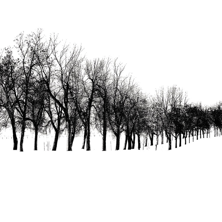 Row of trees in snow