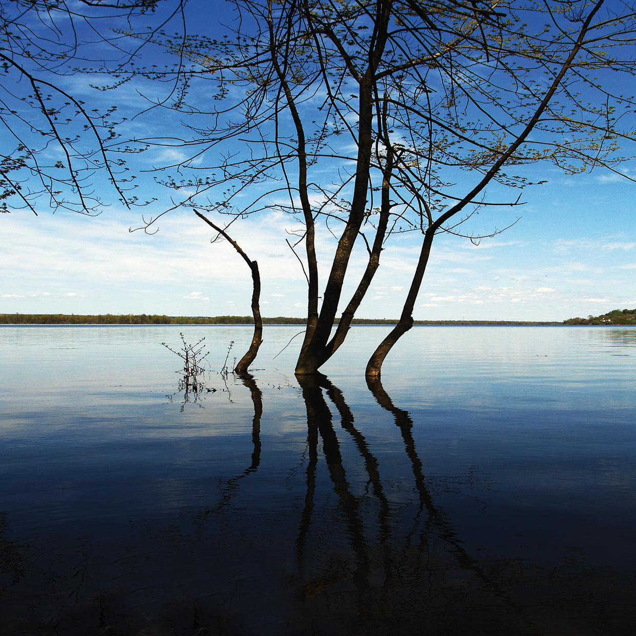 Tree Petrie Island