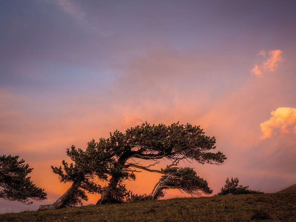 Peaceful Tree