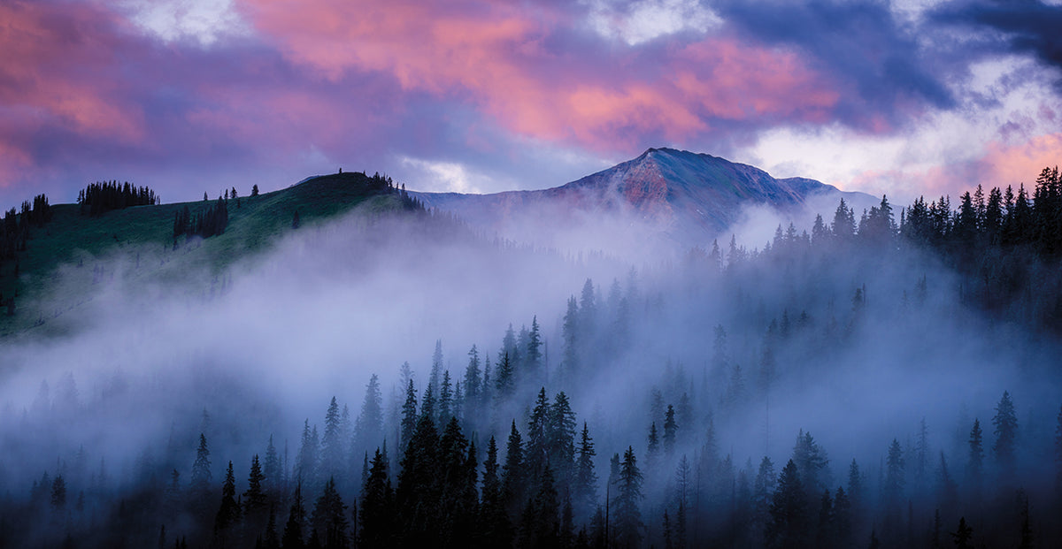 Evergreens Fog