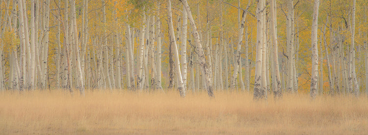 Aspens Panorama
