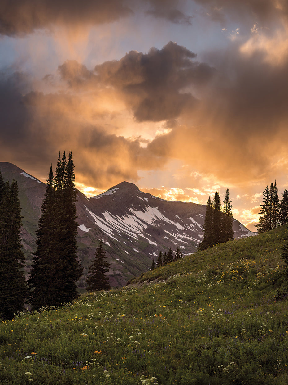 Mountain Evergreens