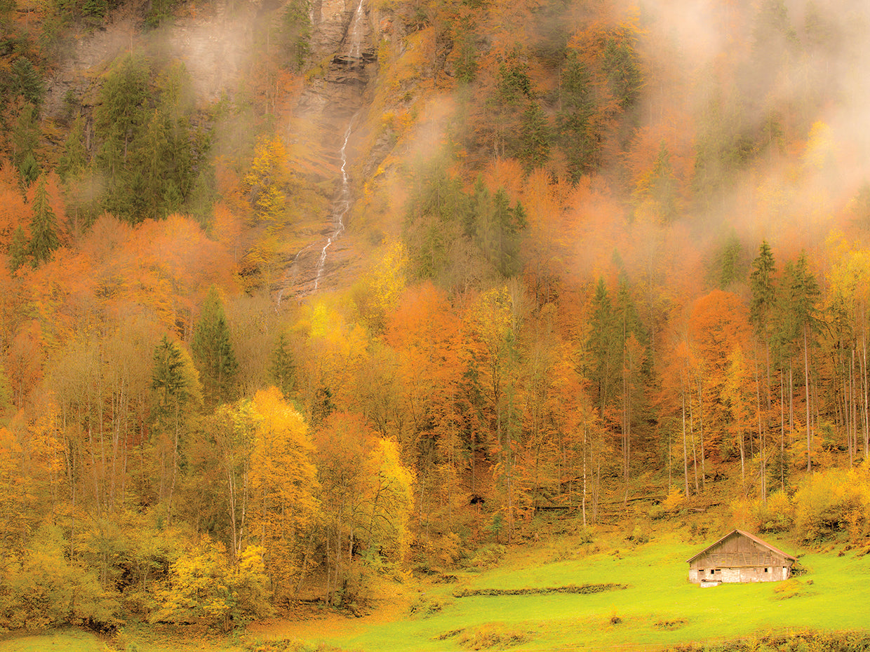Foggy Foliage