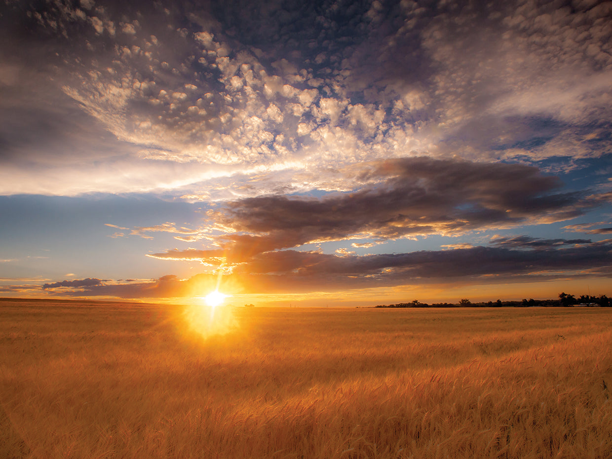 Sunrise Field