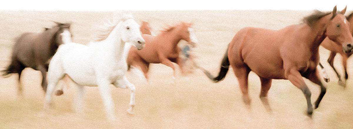 Wild Horses