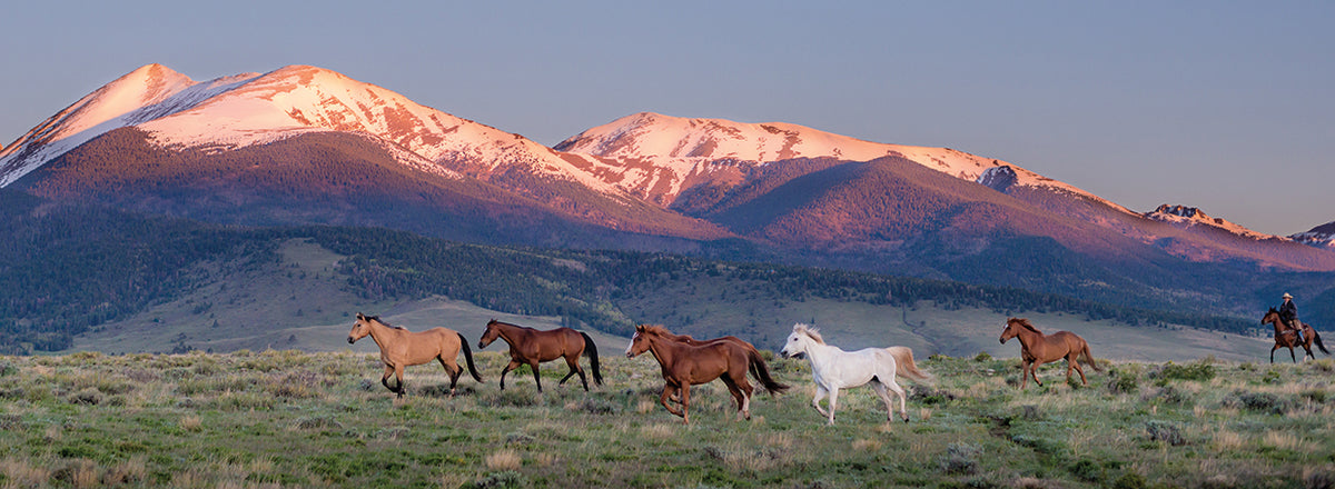 Horse Trot