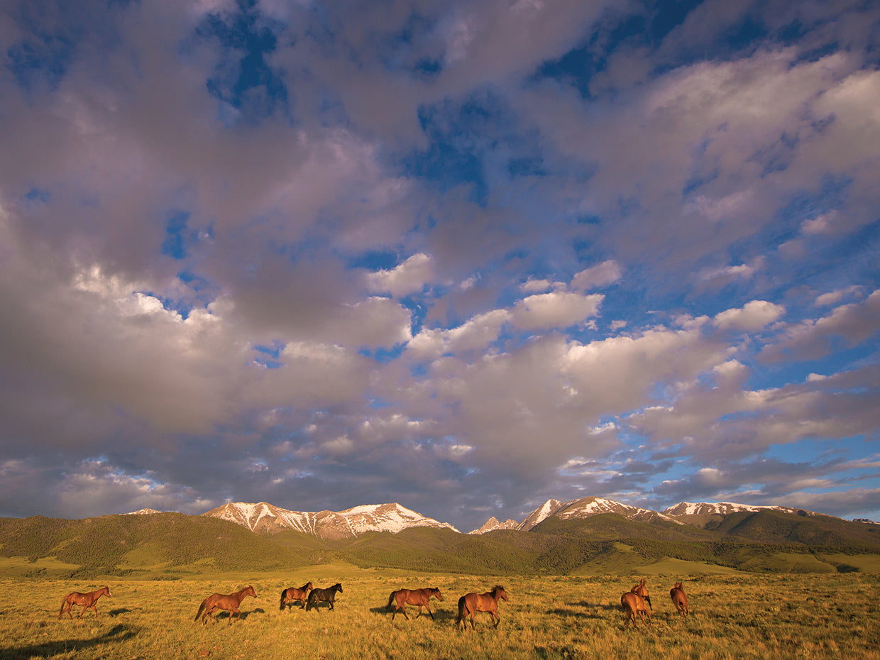 Horse View