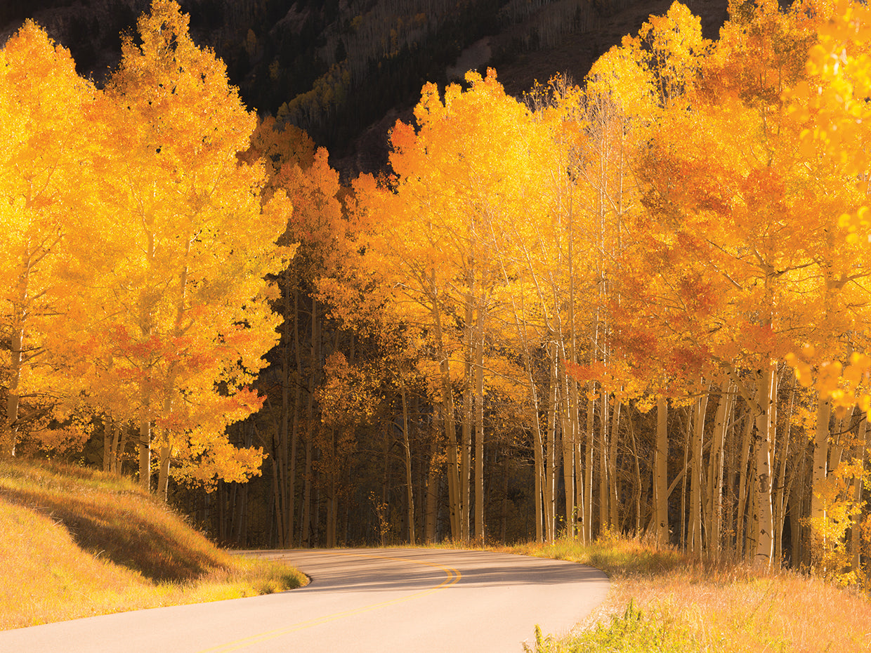 Foliage Path