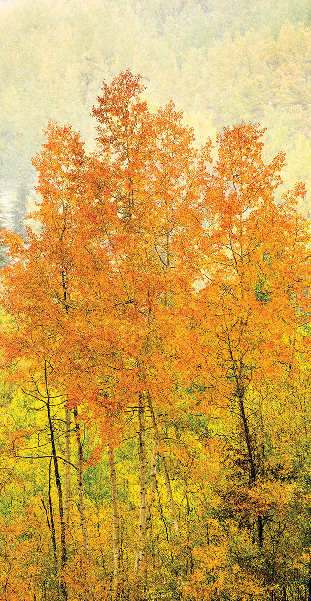 autumn-trees-dan-ballard