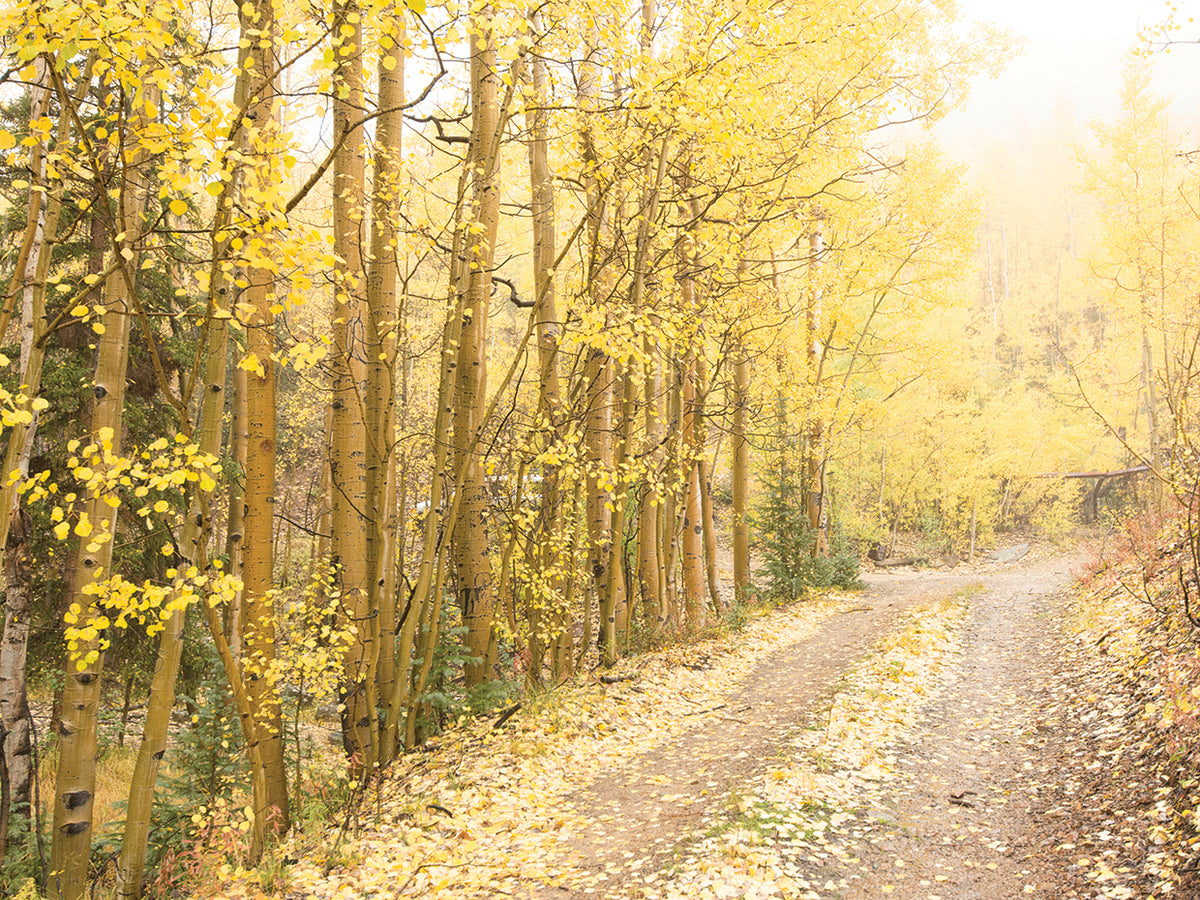 Autumn Road