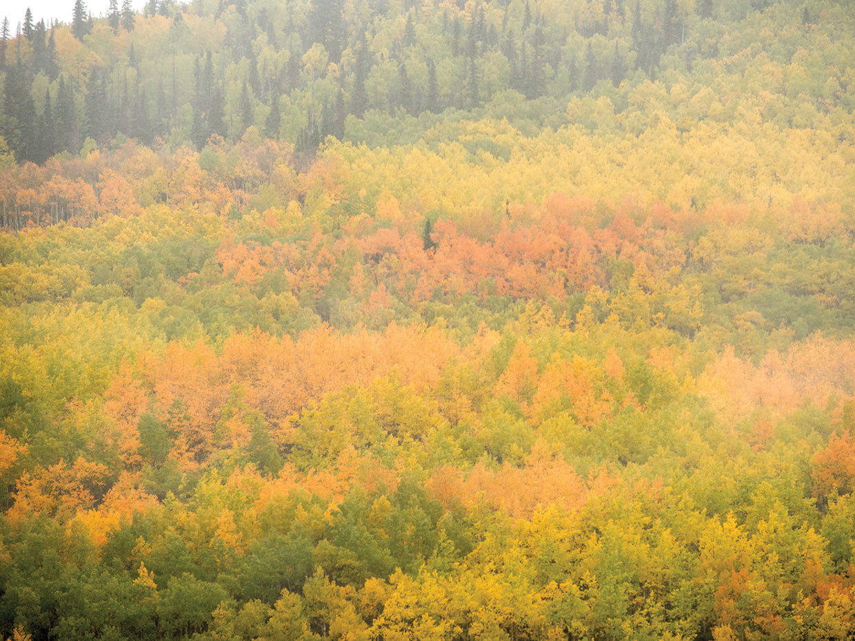Autumn Mountain Side