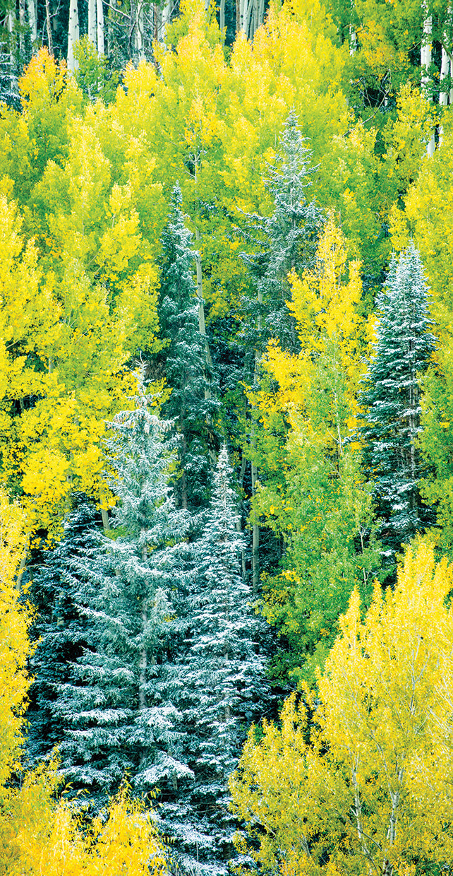 autumn-pine-dan-ballard
