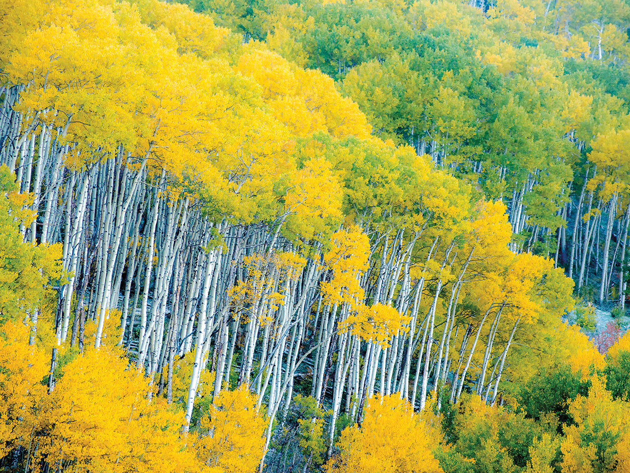 Autumn Tops