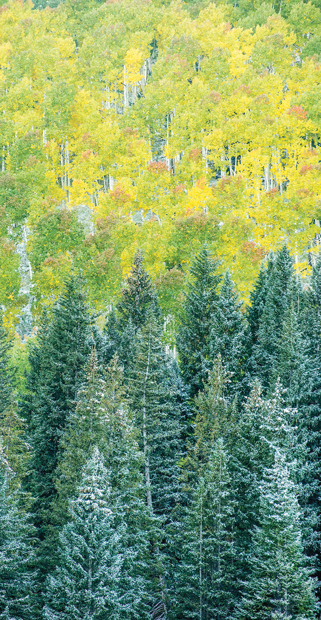 fall-pines-dan-ballard