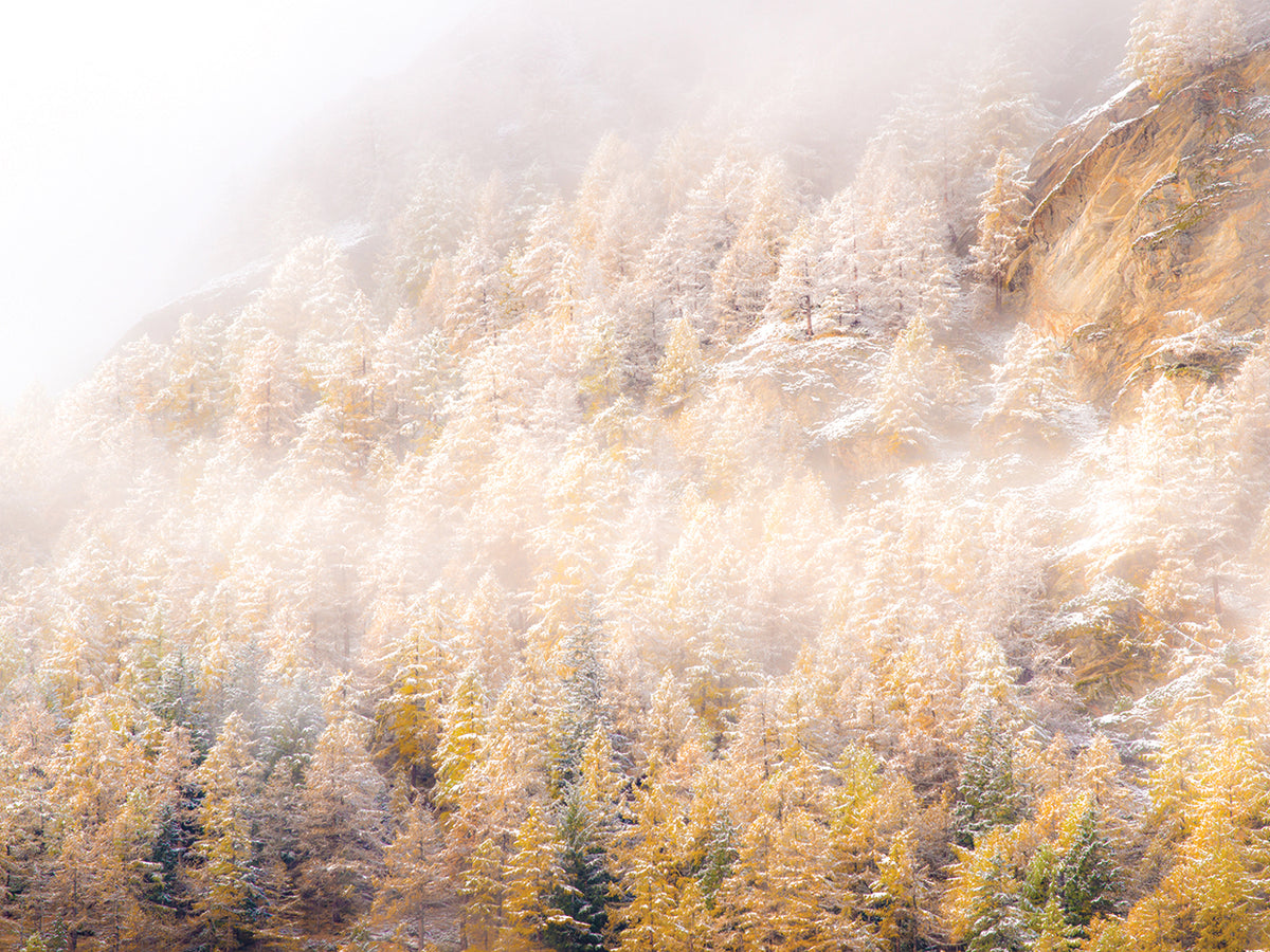 Autumn Frost