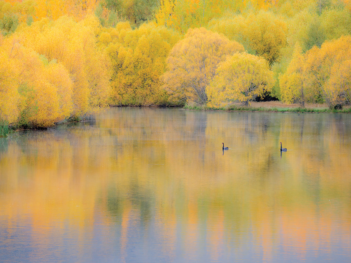 Autumn Swim
