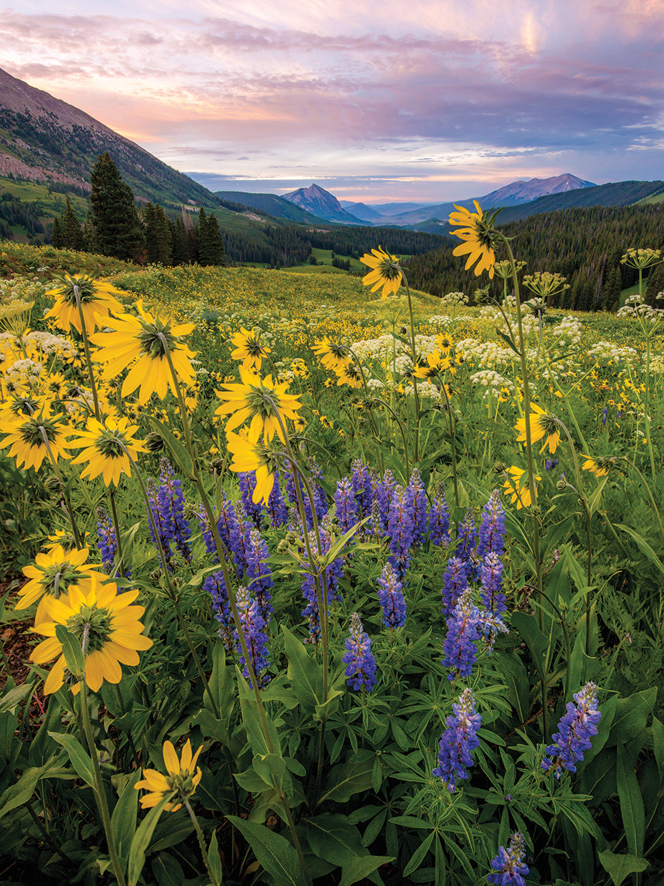 Flowery Plains