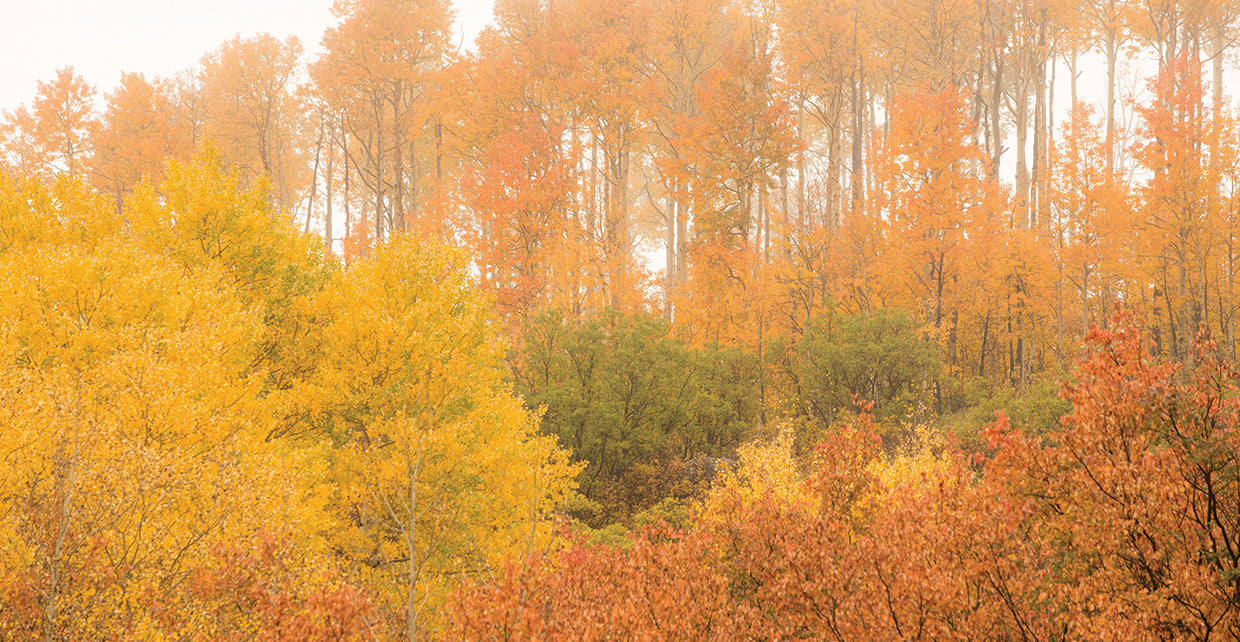 Birch Foliage 2