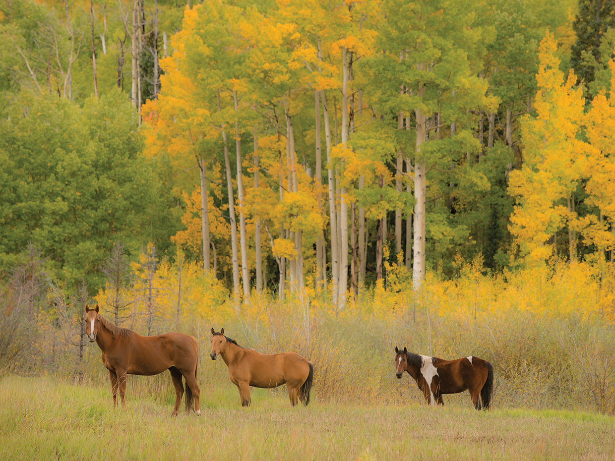 Painted Horse 3