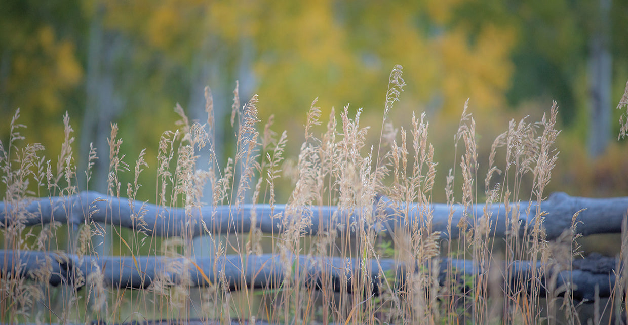 Tall Grass 5