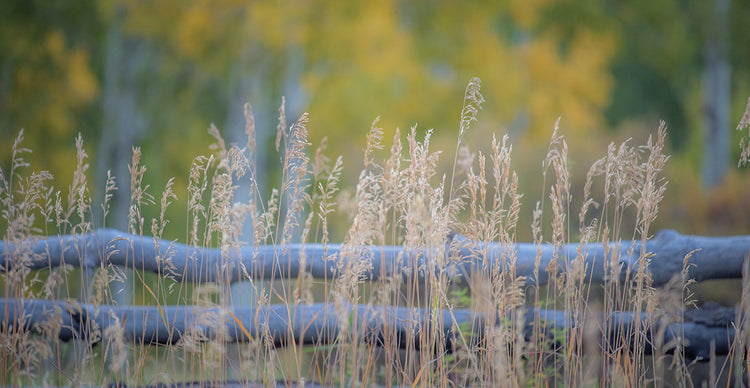 Tall Grass 5