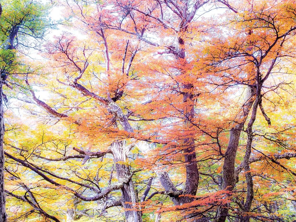 Orange Foliage 2