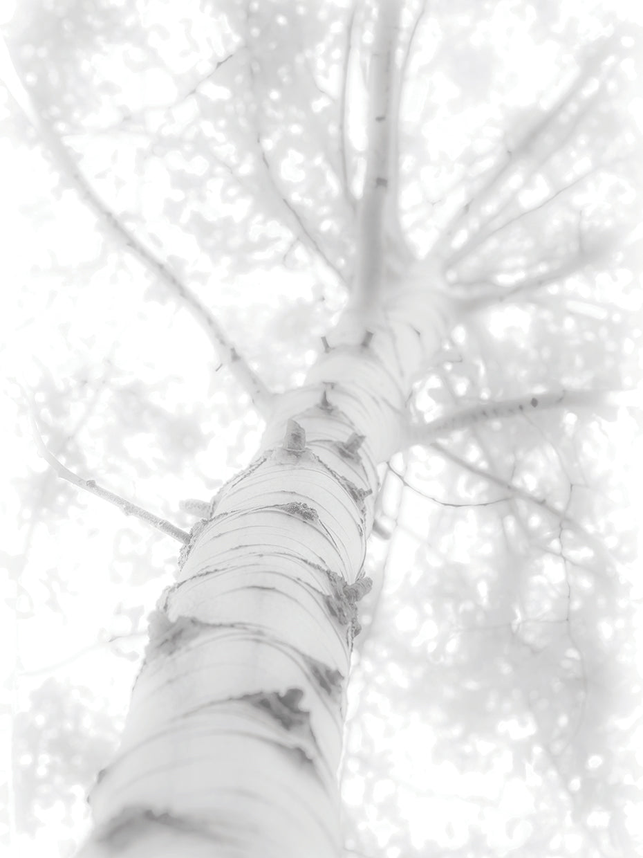 Tall Birch