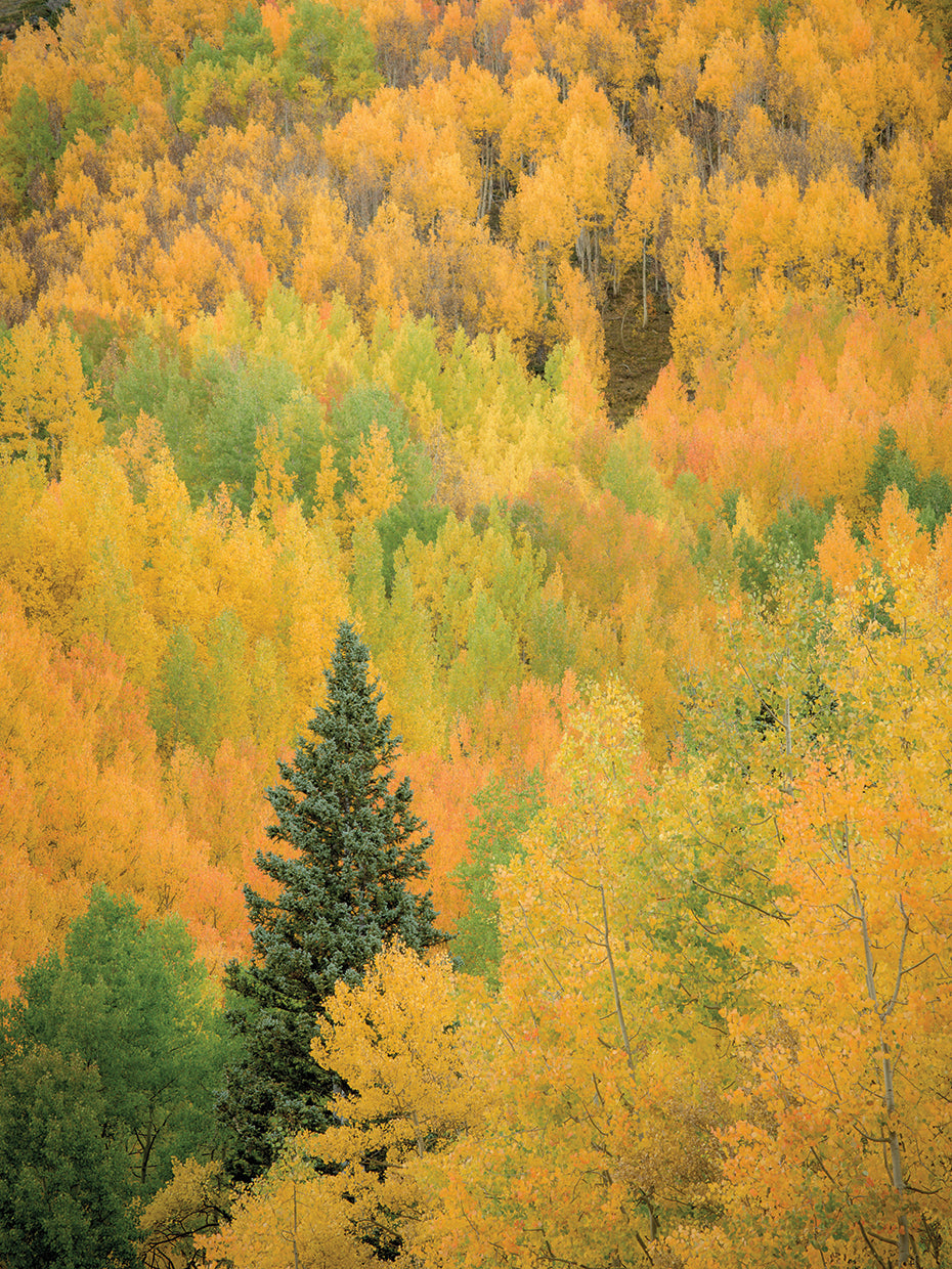 Birch Forest