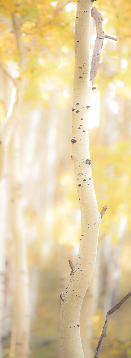 Yellow Birch 3