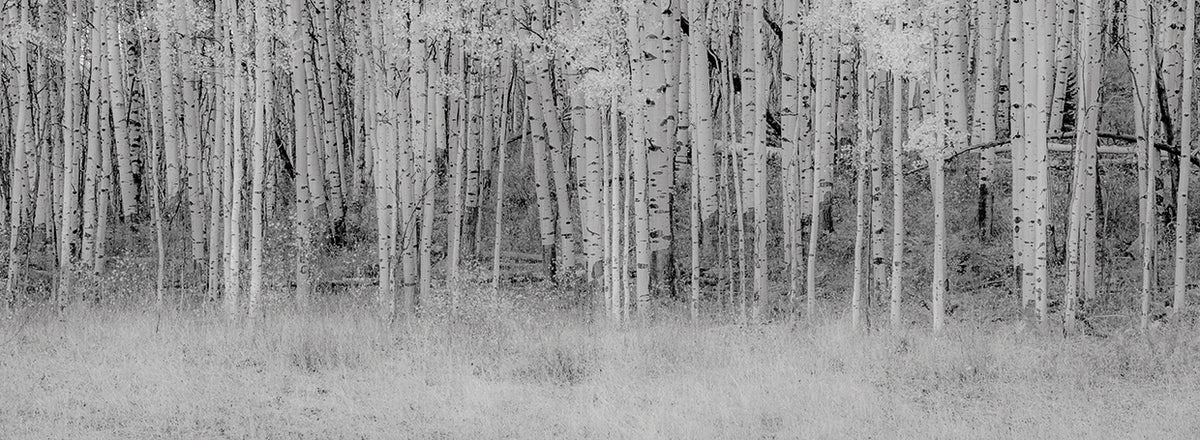 Black and White Birch