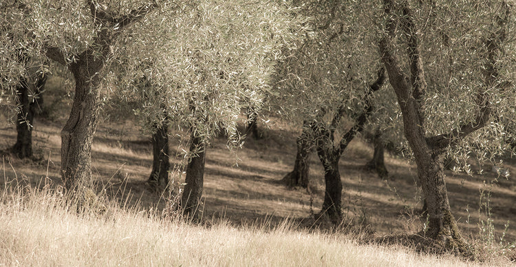 Olive Trees