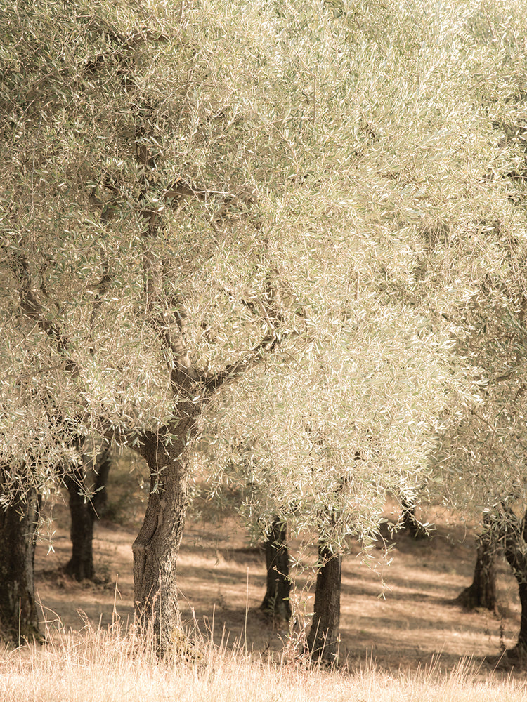 Olive Trees 2