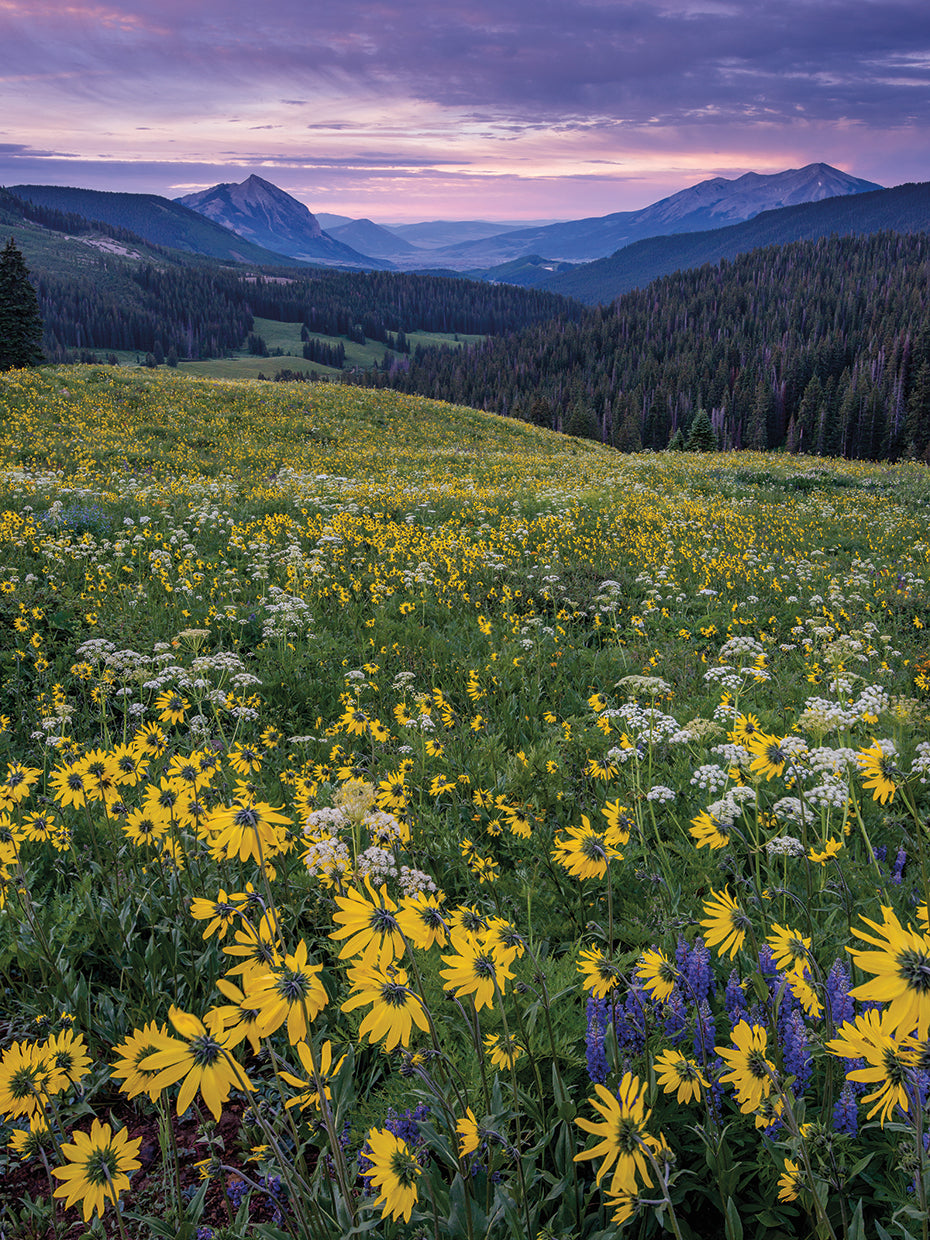 Daisies 2