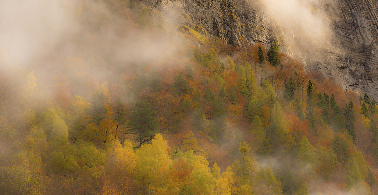 Foliage Fog