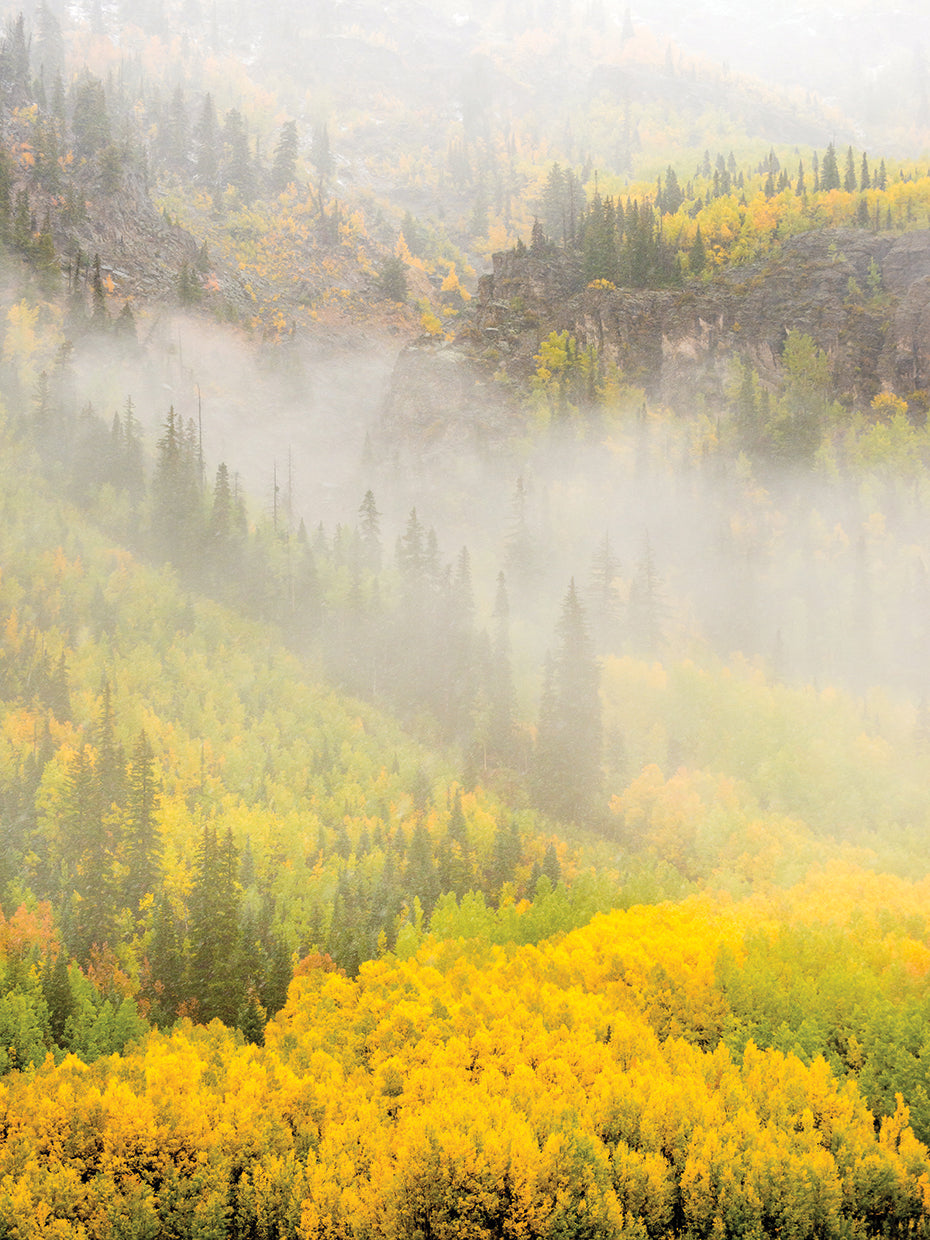 Foggy Foliage 2