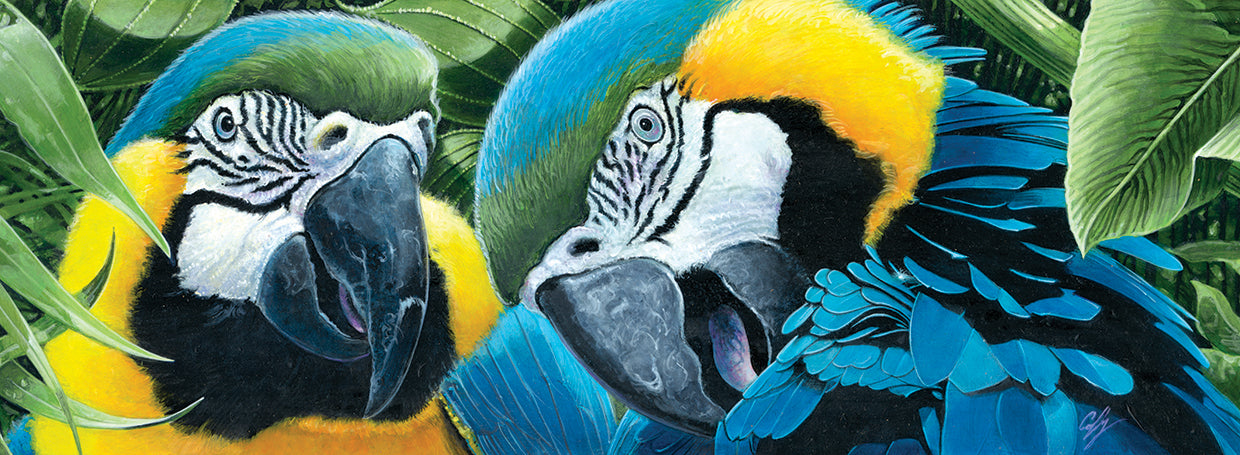 Blue & Yellow Macaws