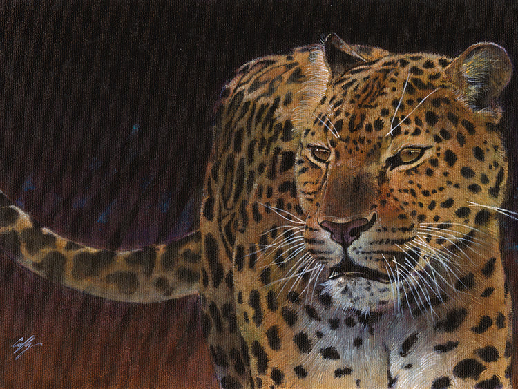 Leopard