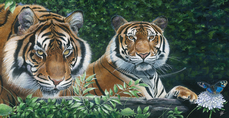 Sumatran Tigers
